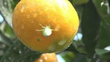 「当初は7～8種類あったが売り切れている状況」静岡県でカメムシ"大量発生" 対策グッズが一部売り切れの店舗も 観光農園では駆除作業を実施＝静岡県