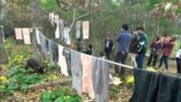 小学生が「木染め体験」松崎町で県主催の「森づくり県民大作戦」＝静岡・松崎町