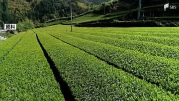 静岡県の茶の産出額2位に転落 鹿児島県に抜かれ⋯2位は2019年以来、2度目＝2024年農林水産省統計