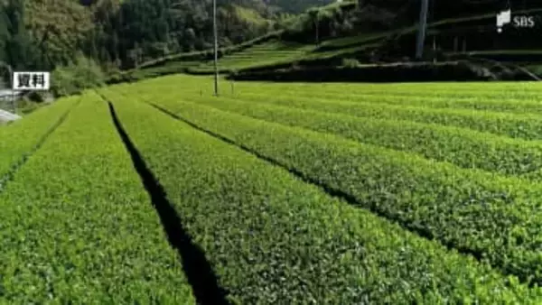 静岡県の茶の産出額2位に転落 鹿児島県に抜かれ⋯2位は2019年以来、2度目＝2024年農林水産省統計