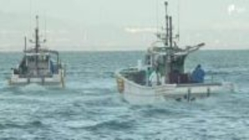 駿河湾の特産「サクラエビ」春漁スタート 天候不良で解禁日から5日遅れで初漁＝静岡・由比漁港