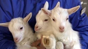 「動いているとかわいいね」ヒツジとヤギがベビーラッシュ 愛くるしい姿が人気集める＝静岡・まかいの牧場