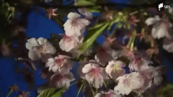 「桜と水色でめっちゃきれい」河津桜のライトアップと川を流れるLED電球のコラボレーションイベント「夜桜☆流れ星」10年ぶりに復活=静岡・南伊豆町