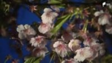 「桜と水色でめっちゃきれい」河津桜のライトアップと川を流れるLED電球のコラボレーションイベント「夜桜☆流れ星」が10年ぶりに復活＝静岡・南伊豆町