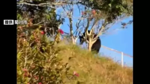 道路を横切り、柵を軽く乗り越える…　クマとみられる動物の目撃情報が相次ぐ＝静岡・菊川市