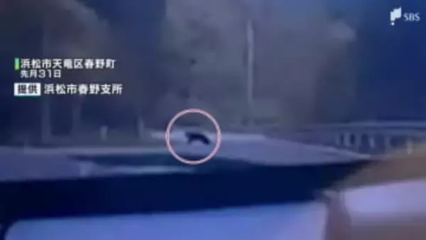 「クマだ！」ドラレコに“黒い物体” 浜松市が対策費増額 猟友会への報奨金も1人1万円に引き上げ=静岡