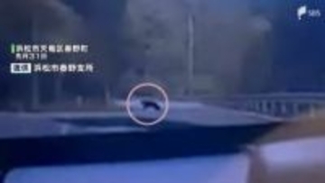 「クマだ！」ドラレコに“黒い物体” 浜松市が対策費増額 猟友会への報奨金も1人1万円に引き上げ=静岡