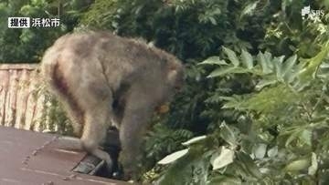 商店街などでサルの群れの目撃相次ぐ 9月に入り9日までに7件 農作物への被害も 市が注意喚起＝浜松市天竜区
