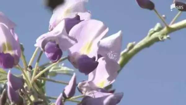 全国的にも珍しいフジの開花宣言 2025年より8日早く例年よりやや早い 市が独自に基準設定＝静岡・藤枝市