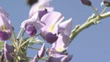 全国的にも珍しいフジの開花宣言 2025年より8日早く例年よりやや早い 市が独自に基準設定＝静岡・藤枝市