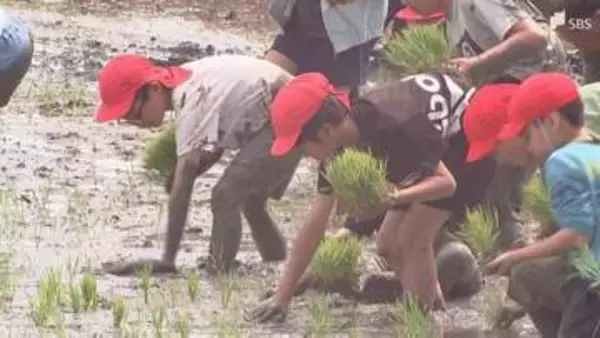 「植えるのが楽しい」「おいしく育ってほしい」一足早く小学生が田植え体験 1本1本、丁寧に＝静岡・掛川市