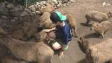 「「こんなにいっぱい⋯びっくり」カピバラ専用展示エリア「カピバラランド」6年ぶりに復活＝静岡・伊豆アニマルキングダム」の画像1