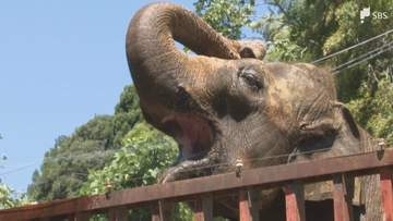 都内ではライオンが死ぬ事態も...危険な暑さで静岡の動物園では対策徹底 エアコン稼働や水の与え方に工夫＝静岡県