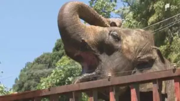 都内ではライオンが死ぬ事態も...危険な暑さで静岡の動物園では対策徹底 エアコン稼働や水の与え方に工夫＝静岡県