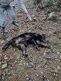 「浜松市浜名区でクマ1頭を猟友会が駆除 5月に入りクマの目撃相次ぐ＝静岡県」の画像1