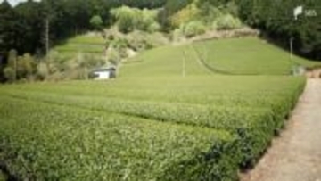 静岡県の荒茶生産量2年連続の2位に  首位奪還ならず...トップの鹿児島県は生産量増加