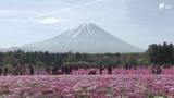 「「ゆっくり富士山とシバザクラを眺めていただいて」見頃迎えた50万株のシバザクラと富士山が共演「富士芝桜まつり」開催」の画像1
