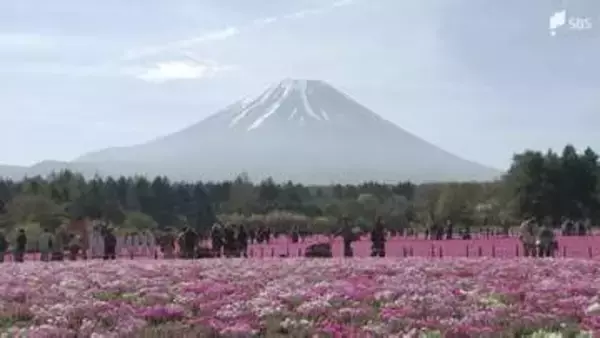 「ゆっくり富士山とシバザクラを眺めていただいて」見頃迎えた50万株のシバザクラと富士山が共演「富士芝桜まつり」開催