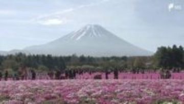 「ゆっくり富士山とシバザクラを眺めていただいて」見頃迎えた50万株のシバザクラと富士山が共演「富士芝桜まつり」開催