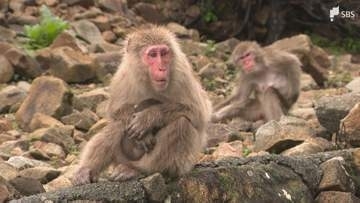 ダブル台風で南伊豆町の「波勝崎モンキーベイ」に土砂流入臨時休業に＝静岡県