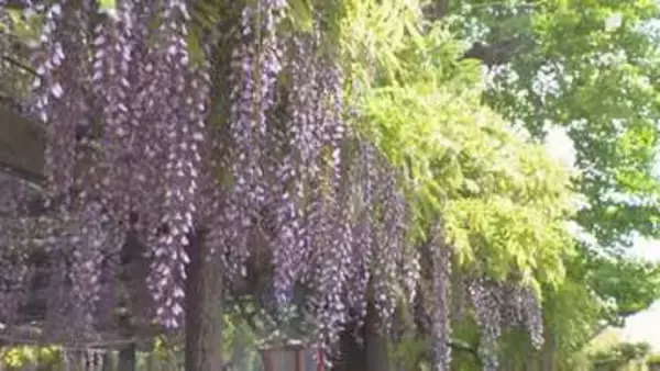 フジの名所の公園が5月末で閉鎖へ 地権者との契約更新できず“見納め”に