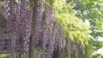 フジの名所の公園が5月末で閉鎖へ 地権者との契約更新できず“見納め”に