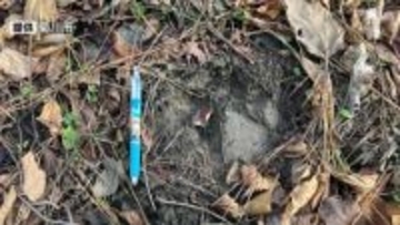 【速報】またクマの目撃情報 足跡も 今回は静岡県菊川市の住宅街 周辺では24日、25日にも足跡見つかる