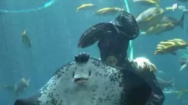 「海の中でもこんなふうに衣装が着れるんだ」黒船祭にあわせ"ペリー提督"が水中ショー 下田海中水族館で祭の最終日まで開催＝静岡・下田市