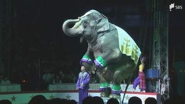 「ありがとう磐田」木下大サーカス 磐田公演が千秋楽 のべ16万5000人が夢の舞台を楽しむ