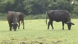 「「ここまで飼料代が上がるというのは今までなかった、今は正念場」牛肉が高い！ 仕入れ値やエサ代が高騰... 牛肉を取り巻く環境に厳しさ増す」の画像1