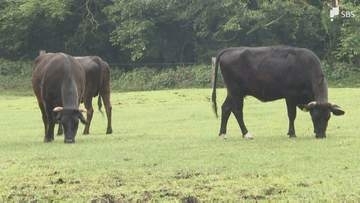 「ここまで飼料代が上がるというのは今までなかった、今は正念場」牛肉が高い！ 仕入れ値やエサ代が高騰... 牛肉を取り巻く環境に厳しさ増す