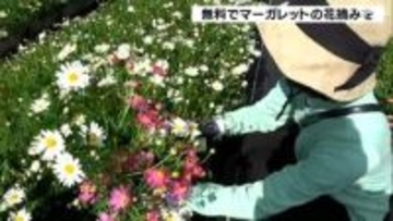 マーガレットの花摘み 1人10本まで無料＝静岡・南伊豆町