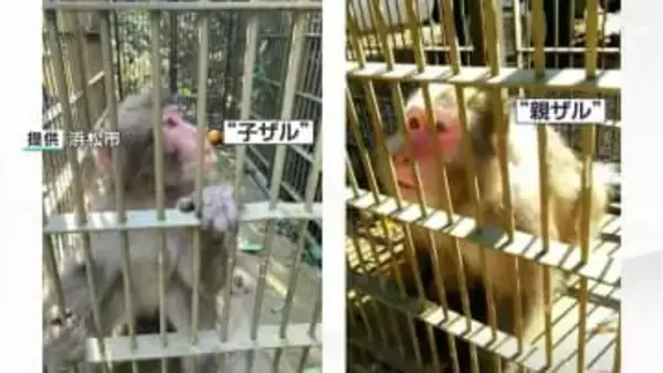 お騒がせ"サルの親子"を捕獲 住民襲撃相次ぎ計11人がけが=浜松市天竜区