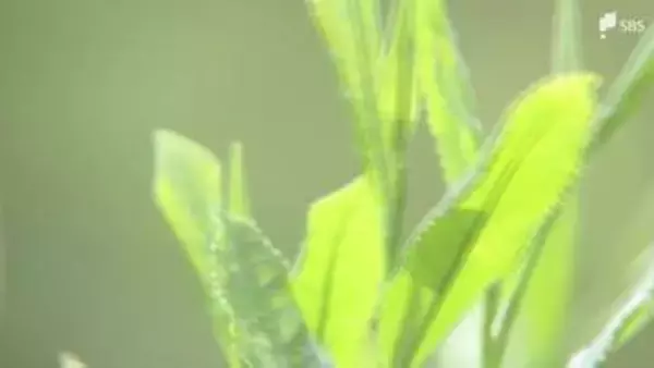 「天候に恵まれて素晴らしいお茶ができた」皇室に献上する”献上茶”を手摘み＝静岡・富士宮市