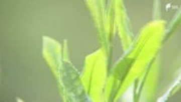 「天候に恵まれて素晴らしいお茶ができた」皇室に献上する”献上茶”を手摘み＝静岡・富士宮市