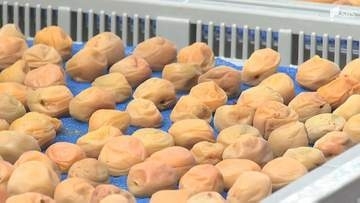 「3日続けて晴天が続く日を選ぶ」ウメの産地で天日干しの最盛期 強い日差しでうまみが増して色もきれいに＝静岡・島田市