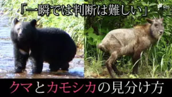 「クマ出没」の情報、実は”カモシカ”だったケースも⋯一瞬では難しい？クマとカモシカの見分け方
