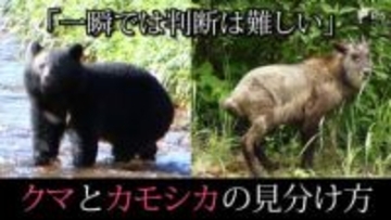 「クマ出没」の情報、実は”カモシカ”だったケースも⋯一瞬では難しい？クマとカモシカの見分け方
