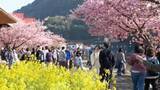 「5月並みの陽気で「河津桜」は満開！三連休最終日は最高のお花見日和 初登場の“映える”食べ歩きグルメも＝静岡・河津町」の画像1