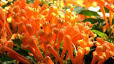 「炎が燃えるような鮮やかなオレンジ色の花「カエンカズラ」見頃 来園者の目を楽しませる＝静岡・熱川バナナワニ園」の画像1