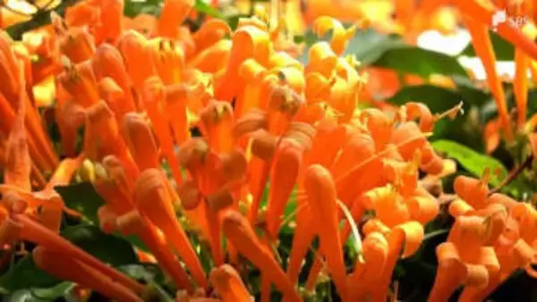 炎が燃えるような鮮やかなオレンジ色の花「カエンカズラ」見頃 来園者の目を楽しませる＝静岡・熱川バナナワニ園