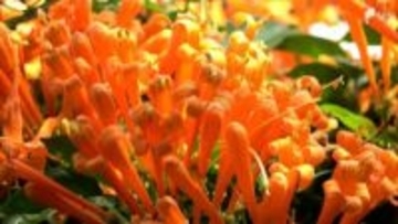 炎が燃えるような鮮やかなオレンジ色の花「カエンカズラ」見頃 来園者の目を楽しませる＝静岡・熱川バナナワニ園