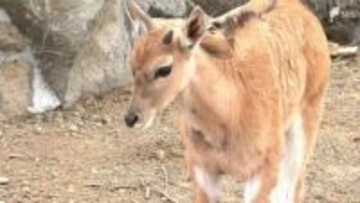 「めちゃくちゃ可愛いです」アフリカに生息する牛の仲間「エランド」の赤ちゃん すくすく成長＝静岡・伊豆シャボテン動物公園