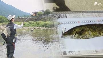 おいしいアユが育つ清流にブラックバスの影 静岡・佐久間地域に県内初の「リリース禁止令」 その場で締めて持ち帰ることが絶対条件に＝静岡・浜松市