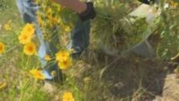 「オオキンケイギク」静岡市で一斉駆除 繁殖力強く生態系に被害及ぼす恐れ 特定外来生物に指定