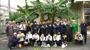 「早く食べたい」中学校で育てた露地栽培のバナナ収穫＝静岡・富士市