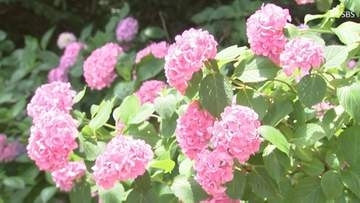アジサイ色鮮やか見ごろ迎える 「セイヨウアジサイ」「アナベル」など35種類、約1万株＝静岡・牧之原市「大鐘家」