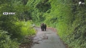 【クマ情報】道路を横切るクマ1頭 仕事帰りの会社員目撃 体長約1メートル 猟友会などが警戒＝静岡・小山町