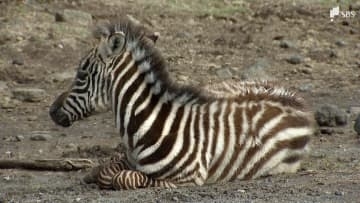 午年一番乗りの赤ちゃん！シマウマのメスがすくすく成長中 親子で仲睦まじい姿を公開＝静岡・裾野市