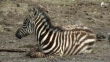 午年一番乗りの赤ちゃん！シマウマのメスがすくすく成長中 親子で仲睦まじい姿を公開＝静岡・裾野市